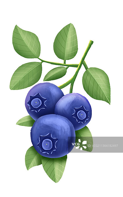 蓝莓水彩插画图片素材