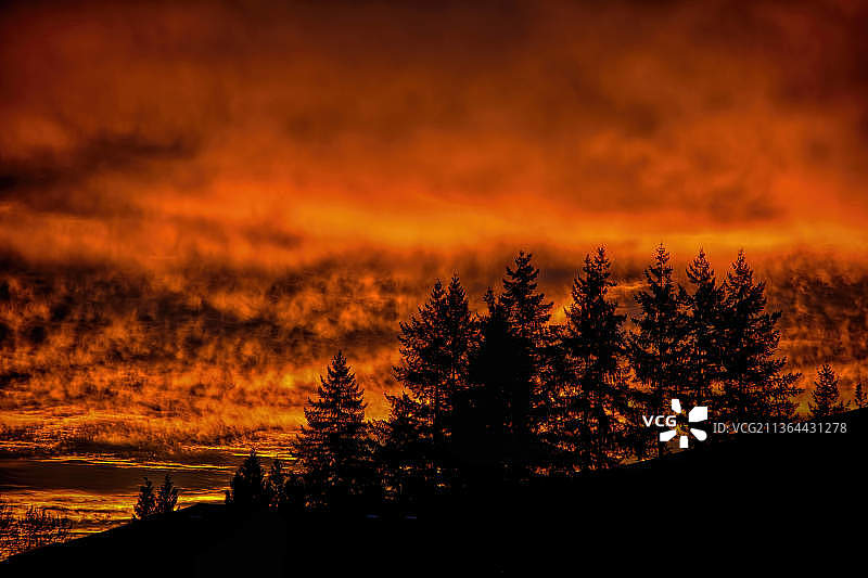 加拿大不列颠哥伦比亚省高贵林，夕阳下树木的剪影图片素材