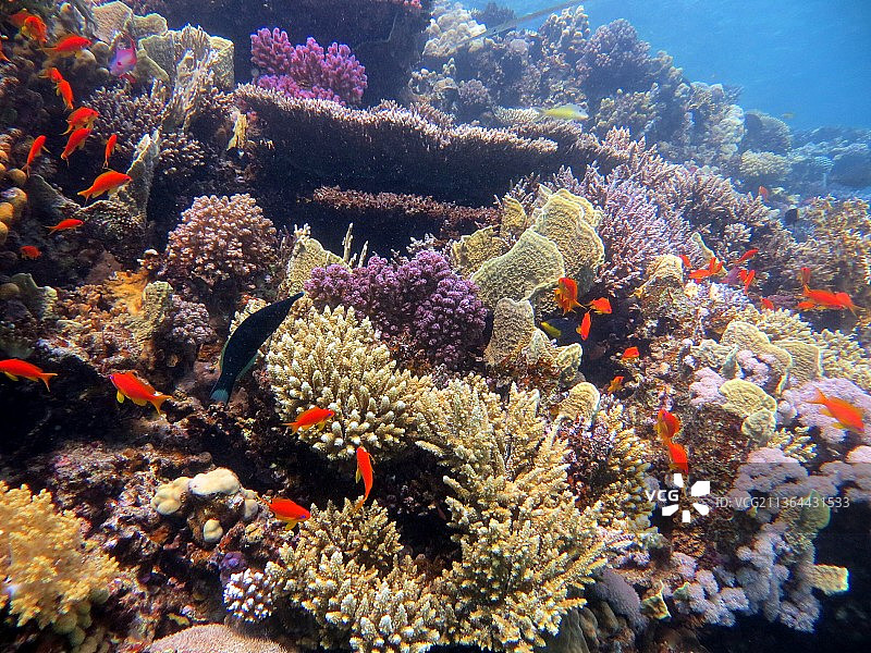 红海美丽的珊瑚礁，观赏热带咸水鱼在海中游泳图片素材