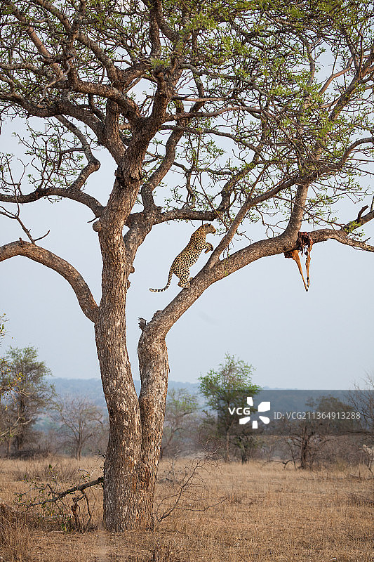 一只美洲豹，Panthera pardus，跳在一棵树上的树枝上，去抓住它缠在树枝上的猎物图片素材
