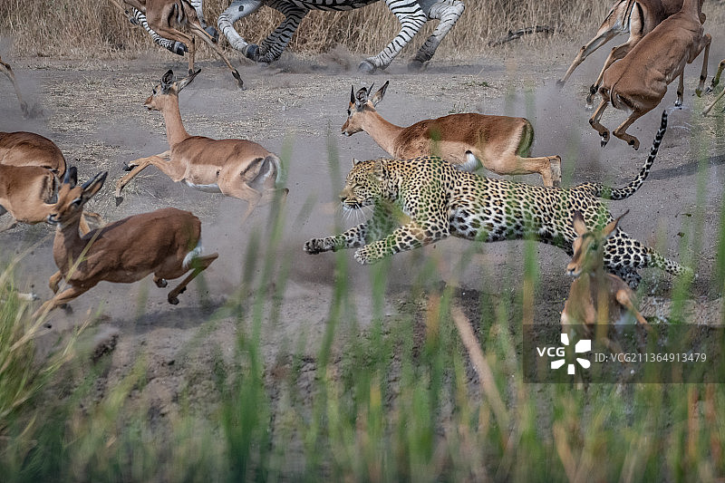 一只美洲豹在追逐一只黑斑羚图片素材