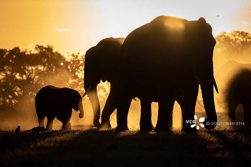 一群大象的剪影，Loxodonta africana，落日背景图片素材