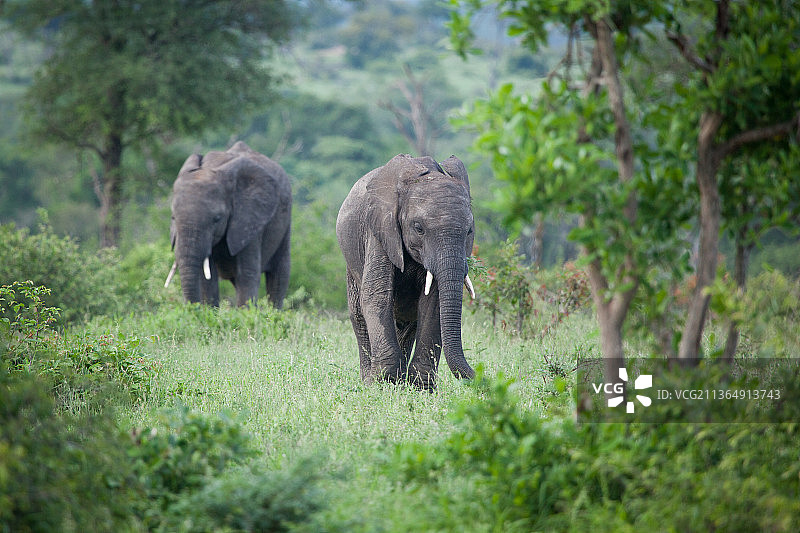 南非，隆多罗齐野生动物保护区，两头大象，非洲象，漫步在绿色植物中图片素材