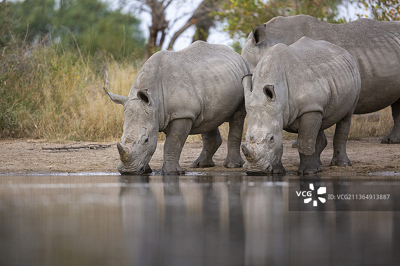 南非，隆多罗齐野生动物保护区。一头白犀牛，在水坑边喝着酒图片素材