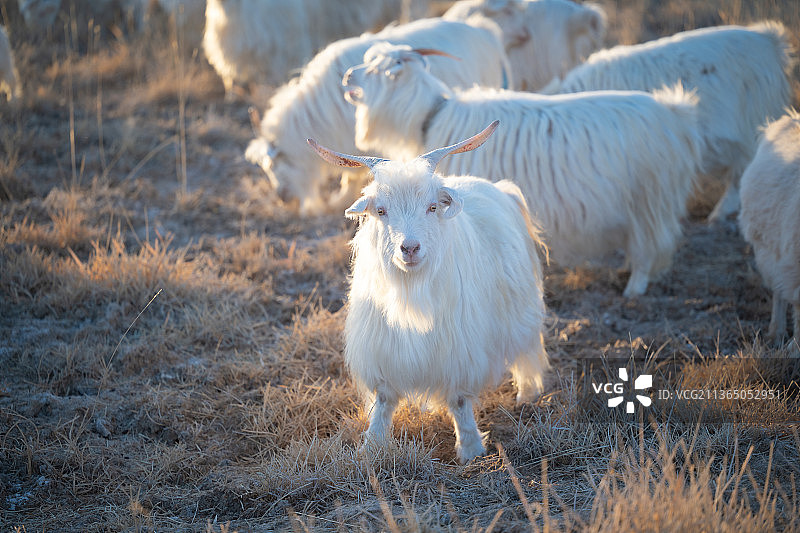 额济纳旗草原冬天被放牧的山羊图片素材
