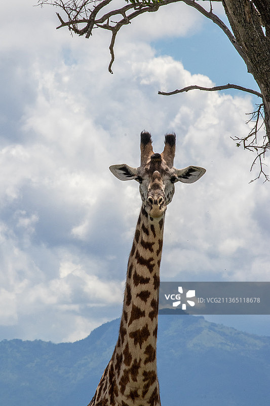 长颈鹿对着天空的肖像图片素材