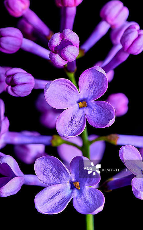 近距离紫色开花植物在黑色背景下，乌克兰图片素材