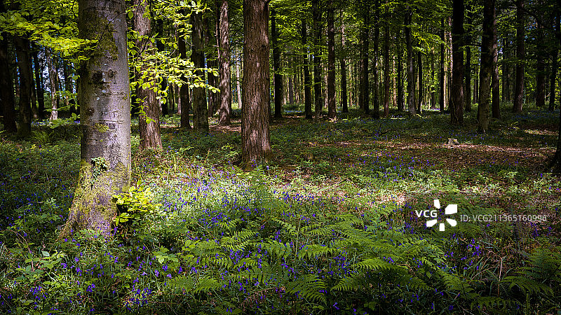 树林和一些风信子，在森林中开花植物的观点，南汉姆斯区，英国，英国图片素材