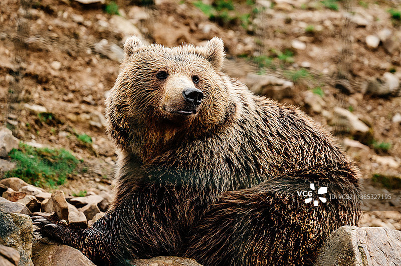 喀尔巴阡森林的棕色居民，棕熊在图片素材