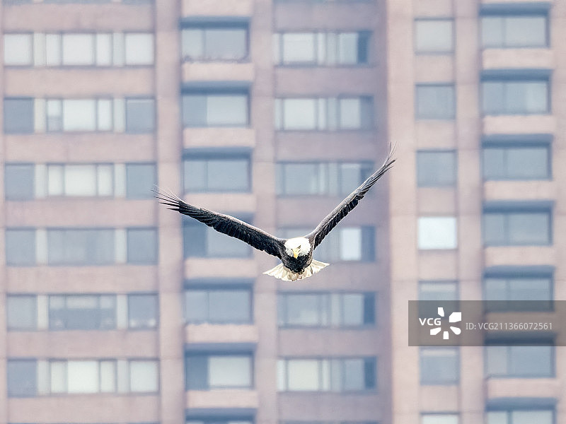 像鹰一样飞翔，低角度视角的秃鹰飞行对建筑，杰奎琳肯尼迪奥纳西斯水库，美国，美国图片素材