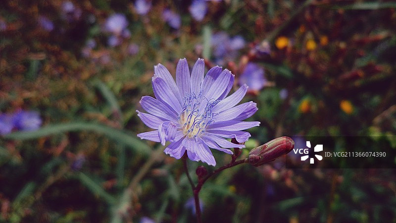 紫色开花植物的特写，俄罗斯图片素材