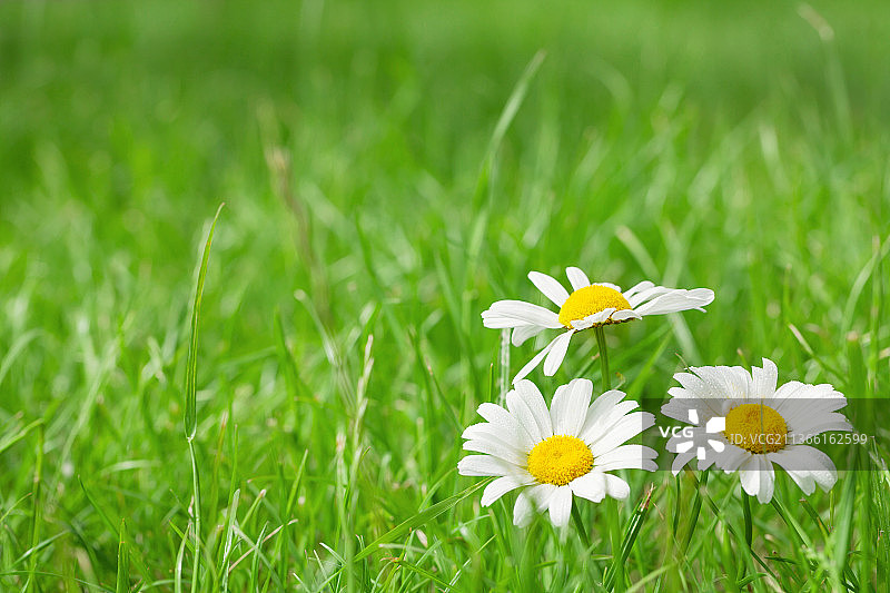 草地上的洋甘菊花，田野上白色雏菊花的特写图片素材