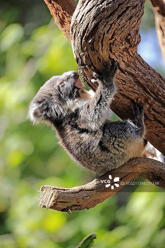 树袋熊(Phascolarctos cinereus)，幼仔在树上，Parndana，袋鼠岛，南澳大利亚，澳大利亚，大洋洲图片素材