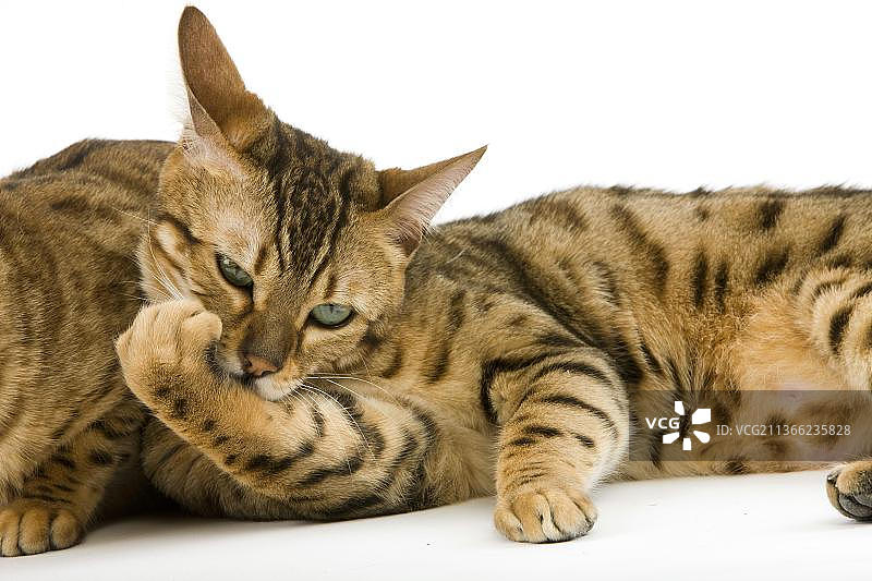 棕色斑点虎斑孟加拉家猫，成年猫在白色背景下舔她的爪子图片素材