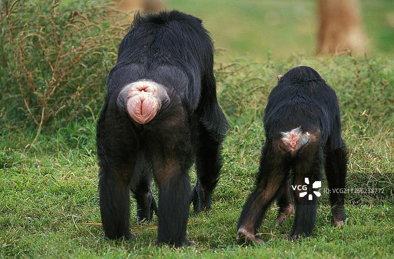 普通黑猩猩(类人猿)，母亲和孩子图片素材