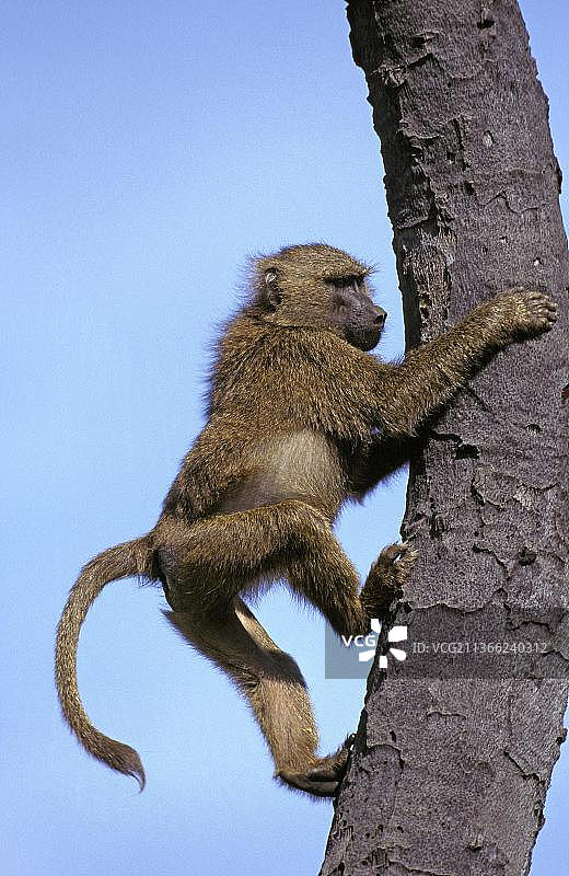 肯尼亚马赛马拉公园，雄性橄榄狒狒(papio anubis)爬在树干上图片素材
