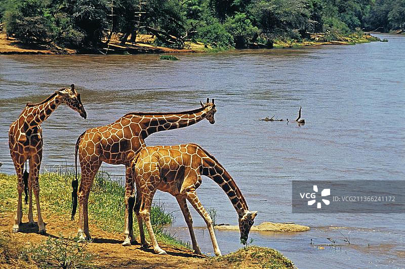 肯尼亚桑布鲁公园，一群正在河边饮水的网纹长颈鹿(camelopardalis网状长颈鹿)图片素材