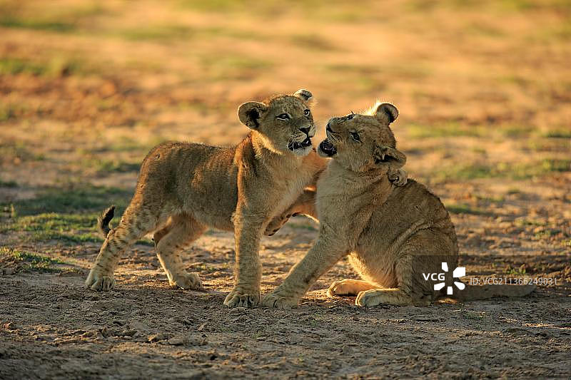 狮子(Panthera leo)，两个四个月大的幼崽玩耍，社会行为，兄弟姐妹，茨瓦鲁野生动物保护区，卡拉哈里，南非，非洲图片素材