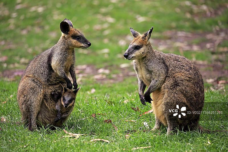 敏捷小袋鼠(Macropus agilis)，与年轻的家庭，年轻的看着袋，女性，男性，Cuddly Creek，南澳大利亚，澳大利亚，大洋洲图片素材
