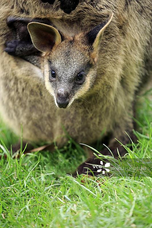 敏捷的小袋鼠(Macropus agilis)，年轻的看着从袋，肖像，可爱的小溪，敏捷的小袋鼠，澳大利亚，大洋洲图片素材