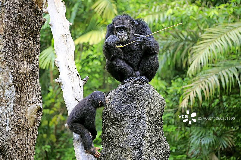 非洲黑猩猩，成年和幼小使用工具(穴居黑猩猩)图片素材