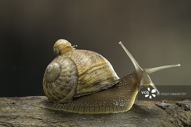 螺旋aspersa maxima(花园蜗牛)-青年和成人图片素材