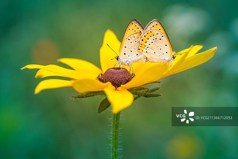 蝴蝶，蝴蝶在黄花上授粉的特写图片素材