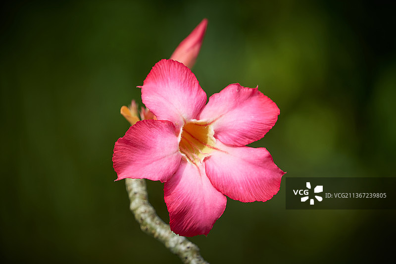 自己的花园花，粉红色的花的特写，巴厘岛，印度尼西亚图片素材