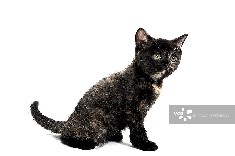 一只黑点的纯种小猫坐在一个白色的孤立的背景上图片素材