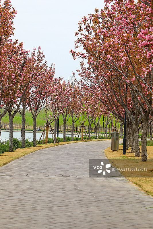 樱花、公园、小路、湖边图片素材