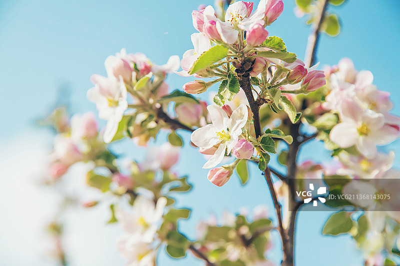 春天开花的苹果树在花园里选择性集中图片素材