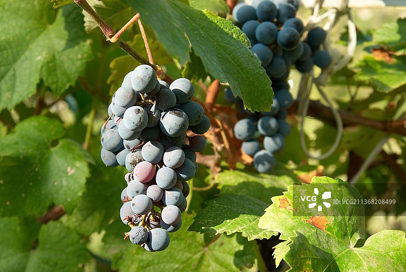 一串串的黑葡萄，葡萄园里葡萄生长的特写镜头图片素材