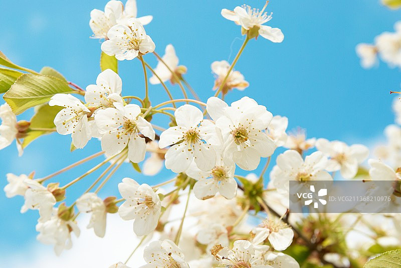 白色的樱花，低角度的樱花对着天空图片素材
