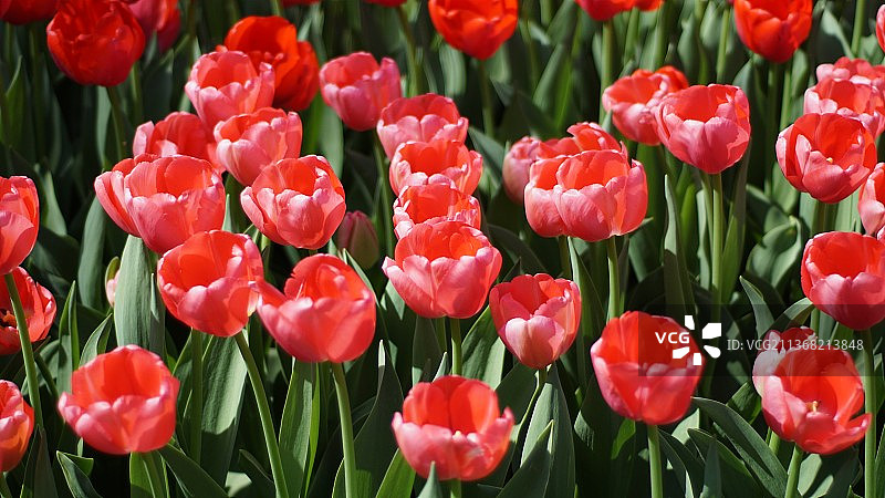 精彩的热情，荷兰利塞田野里红色郁金香的特写图片素材