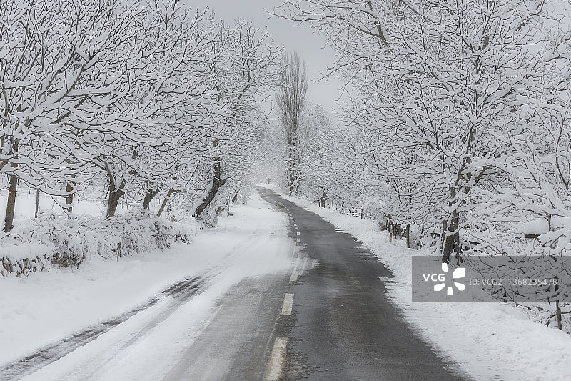 雪和冰的道路，空旷的道路沿着树木在冬天图片素材