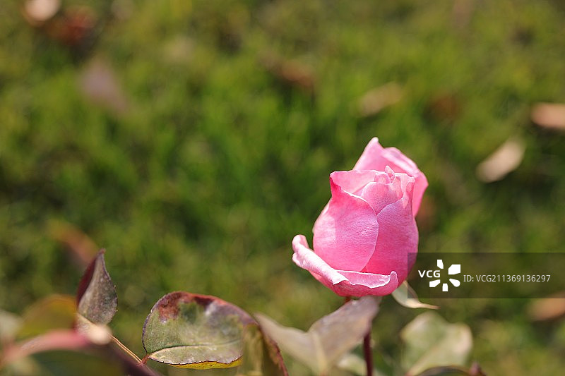 花园玫瑰，粉红玫瑰的特写图片素材
