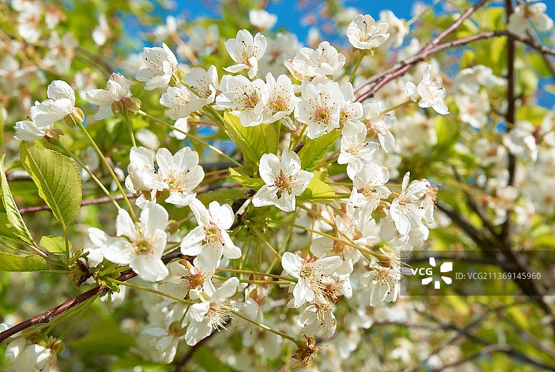 白色的樱花，白色樱花在春天的特写图片素材