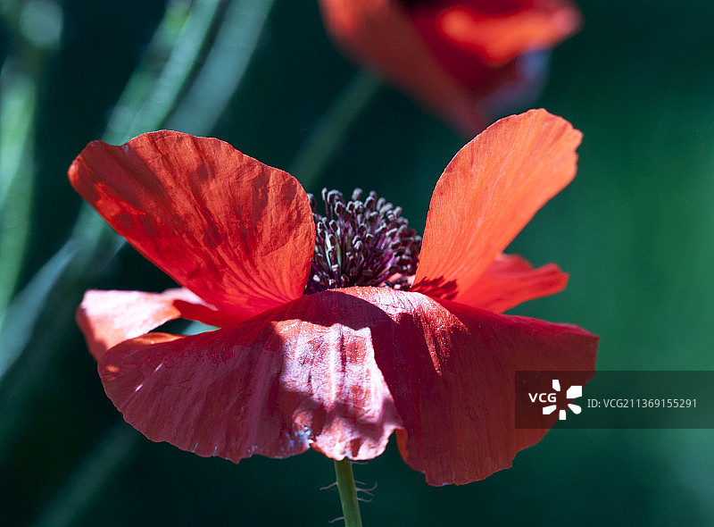 红色野生罂粟，红花特写，摩尔多瓦图片素材