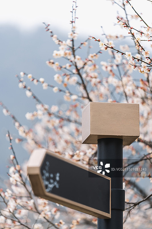 杭州超山盛开的梅花和指示牌图片素材