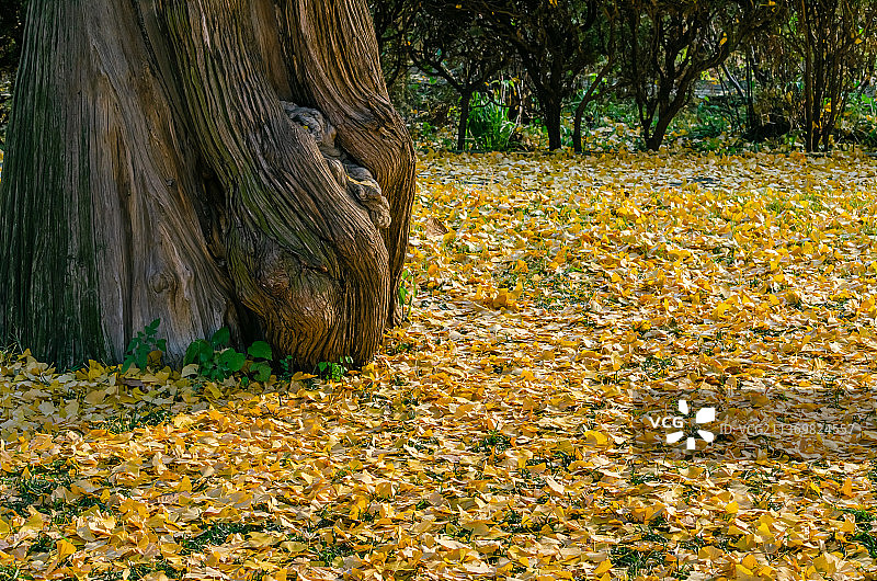 中国野外植物主题，地面上金黄的银杏叶，户外无人图像摄影图片素材