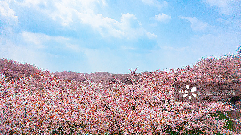 蓝天白云下的樱花图片素材