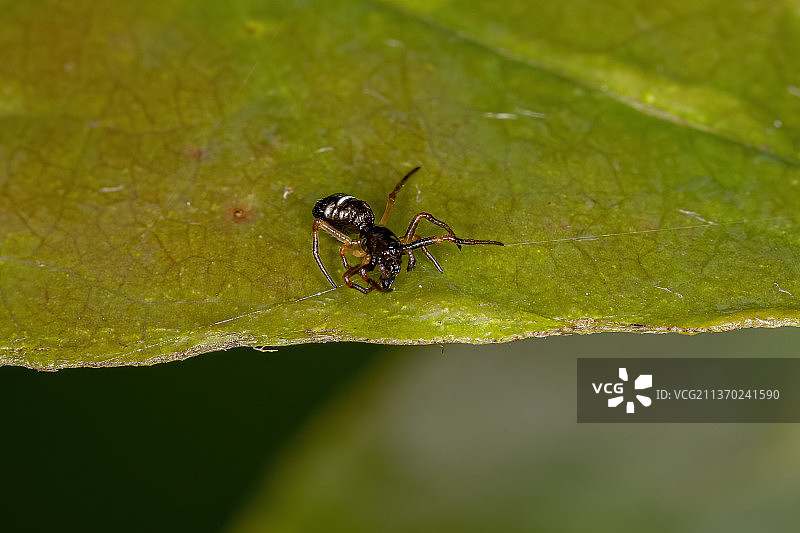 小圆网蜘蛛，叶片上昆虫的特写镜头图片素材