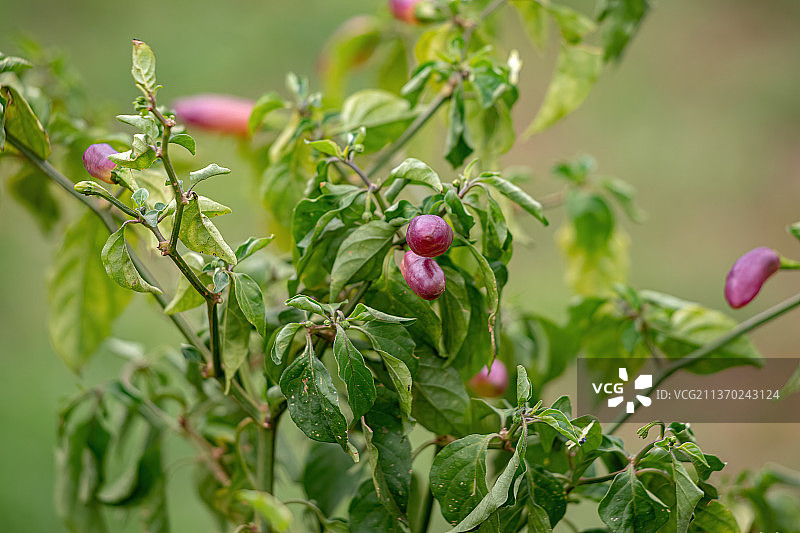 辣椒植物与水果，浆果生长在植物上的特写图片素材