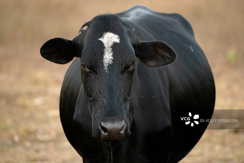 农场里的成年奶牛，奶牛站在田里的肖像图片素材