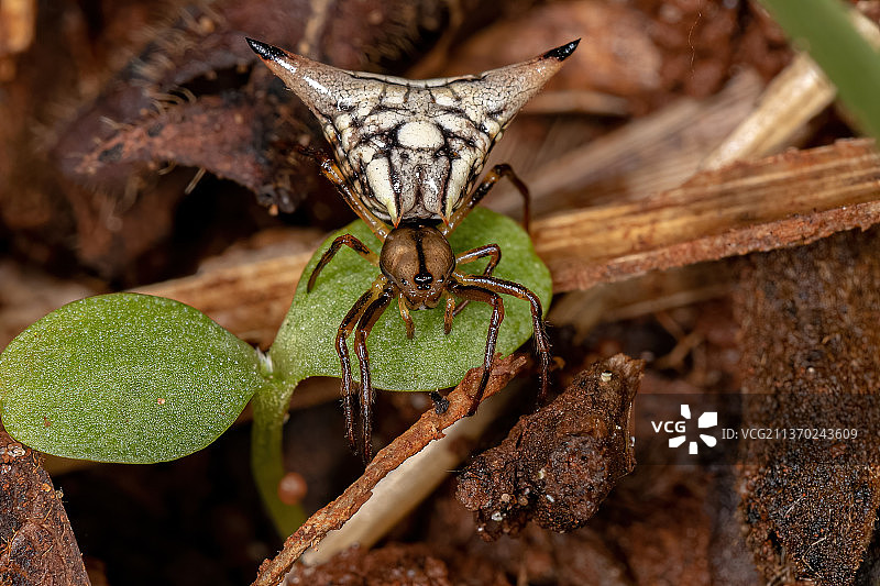 成年雌性圆网蜘蛛，植物上昆虫的特写镜头图片素材