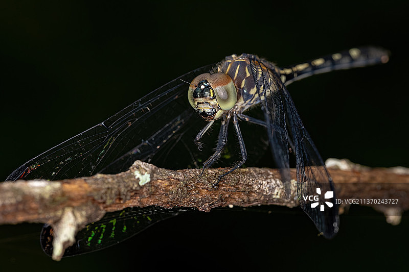 成虫蜻蜓，蜻蜓在树枝上的特写图片素材