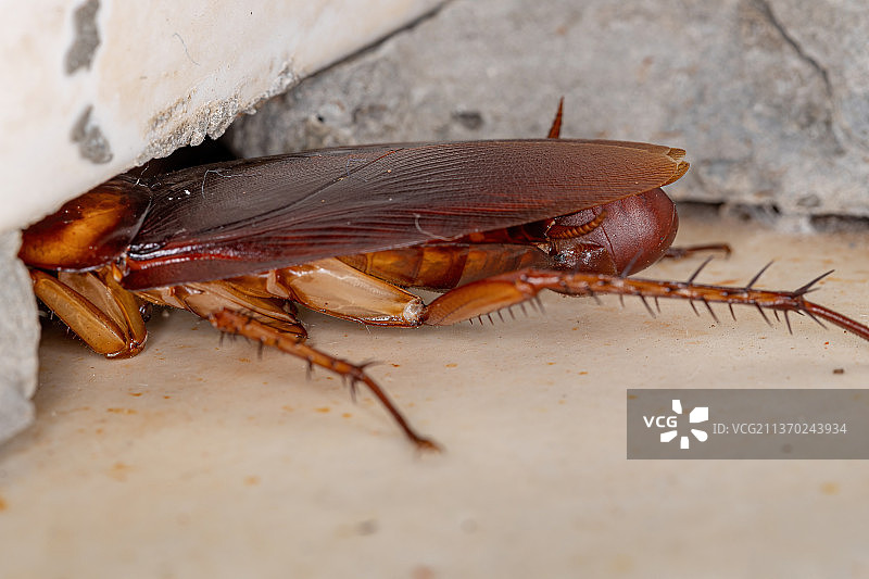 成年美洲蟑螂，岩石上昆虫的特写镜头图片素材
