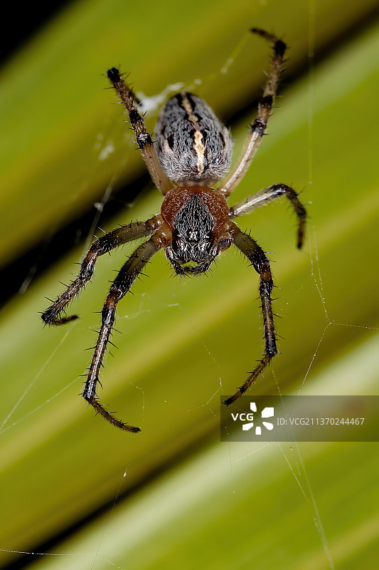 巴西经典Orbweaver，蜘蛛在网上的特写图片素材