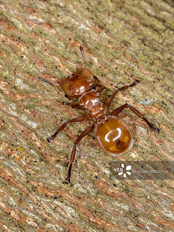 成年龟蚁，岩石上蚂蚁的特写图片素材