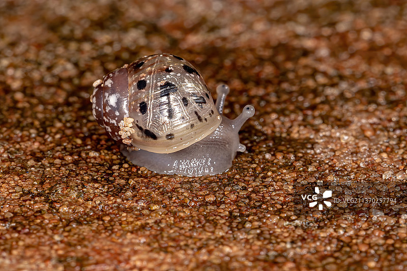 非洲巨型蜗牛，沙滩上的贝壳特写图片素材